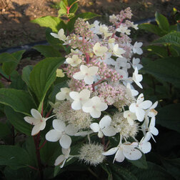 ������ ������ ������� ��������� ���� (�����������)   ����