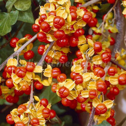 ������ ������ ���������� ������������� �����   ����