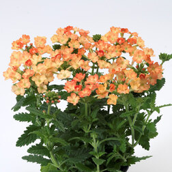 ������ ������ ������� ������ ������� (1��-100��) ���������������� ������   ����