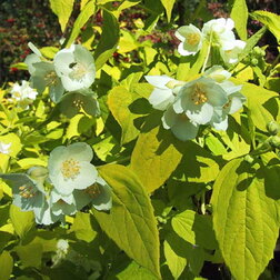 ������ ������ ������� �������� ������� (��������) ������   ����