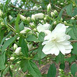 ������ ������ ������ ������� (��������) ������   ����