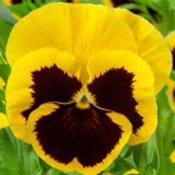 ������ ������ ����� ��������������� �������� ����� ��� ����� (1��-100��) ���������������� ������   ����