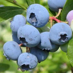 ������ ������ �������� ������������ �������   ����