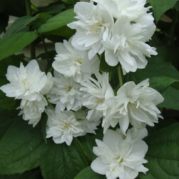 ������ ������ ������� ������ �������� (��������)   ����