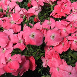 ������ ������ �������� ����� ������ (1��-100��) ���������������� ������   ����