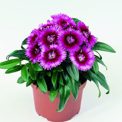 ������ ������ �������� ���� ����� ������ (1��-250��) ���������������� ������   ����