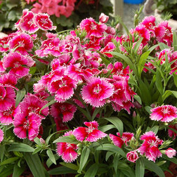 ������ ������ �������� ���� ����� ������ (1��-250��) ���������������� ������   ����