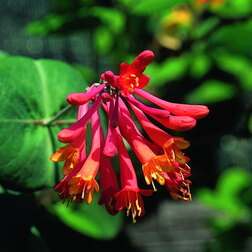 ������ ������ ��������� ������ ������� �������   ����