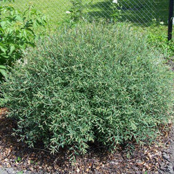 ������ ������ ��� ��������� ����   ����