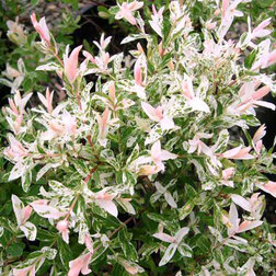 ������ ������ ��� ������������� ������-������   ����