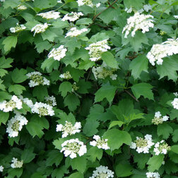    (Viburnum opulus)    -     , -, 