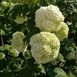 ������ ������ ������ ������������ ������   ����