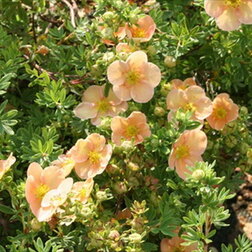 ������ ������ �������� ������������� (�������)   ����