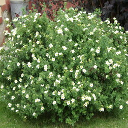 ������ ������ �������� ������������� (����� �������)   ����