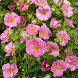 ������ ������ �������� ������������� (���� ������)   ����