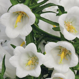 ������ ������ ����������� ������� ������� ���� (1��-100��) ���������������� ������   ����