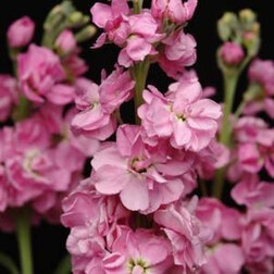 ������ ������ �������� ��� ���� (1��-250��) ���������������� ������   ����