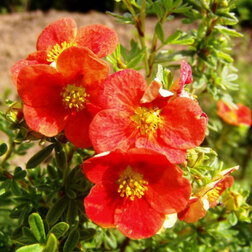 ������ ������ �������� ������������� (��� ���)   ����