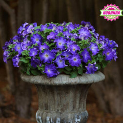 ������ ������ ������� ����������� ��������� ��� ���� (1��-100�����) ���������������� ������   ����