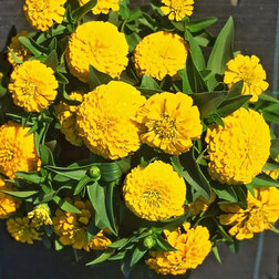 ������ ������ ������ �������� ����� (1��-250��) ���������������� ������   ����