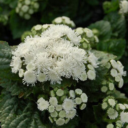 ������ ������ �������� ����� ���� (1��-1000 ��) ���������������� ������   ����