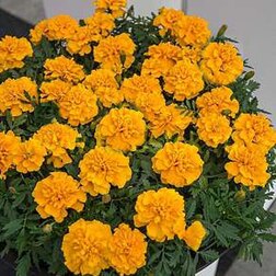 ������ ������ �������� ����������� ���� ���� (1��-1000��) ���������������� ������   ����