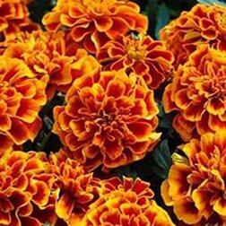 ������ ������ �������� ����������� ���� ����� (1��-1000��) ���������������� ������   ����