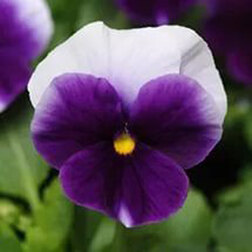 ������ ������ ����� ��������������� ������ ���������� (1��-1000��) ���������������� ������   ����