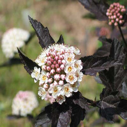 ������ ������ ������� �������������� ������� (�������������)   ����