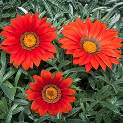 ������ ������ ������� ��� ���� ��� (1��-1000��)   ����