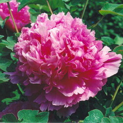 ������ ������ ���� ����������� ��� ���   ����