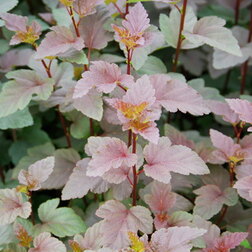 ������ ������ ������� �������������� ��� ����� (�������������)   ����