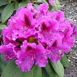 ������ ������ ����������� ��������� ������   ����