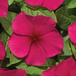 ������ ������ ���������� ������� �������� (1��-1000��)���������������� ������   ����