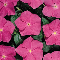 ������ ������ ���������� ������� ��� ���� (1��-1000��) ���������������� ������   ����