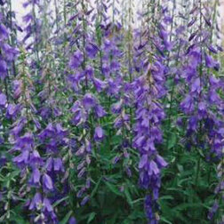 ������ ������ ����������� ��������������� ������� ��� (1��-1000��)���������������� ������   ����