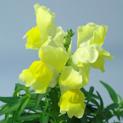 ������ ������ ������� ��� ������ ����� (1��-1000��) ���������������� ������   ����