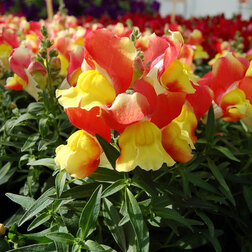 ������ ������ ������� ��� ������ ����� ��� ����� (1��-1000��) ���������������� ������   ����