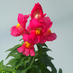 ������ ������ ������� ��� ������ ���� (1��-1000��)   ����