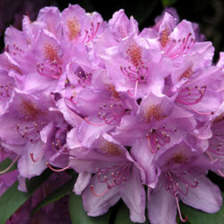 ������ ������ ������� ������������ ������������� ������������   ����