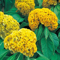 ������ ������ ������� ����������� ����� ����� (1��-1000��) ���������������� ������   ����