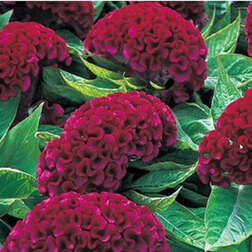 ������ ������ ������� ����������� ����� ����� (1��-1000��) ���������������� ������   ����