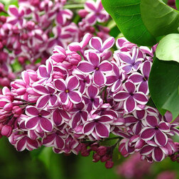 ������ ������ ������ ������������ ��������   ����