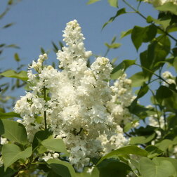 ������ ������ ������� ������ ��������� ������� (������������)   ����