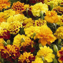 ������ ������ �������� ����������� ���� ����� ���� (1��-1000��) ���������������� ������   ����