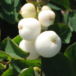 ������ ������ ������� �������������� ���� ����� (���������)   ����