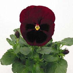 ������ ������ ����� ��������������� �������� ������ ��� ����� (1��-1000��) (�����)   ����