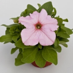 ������ ������ ������� ����������� �������� ������ ��� (1��-1000�����)   ����