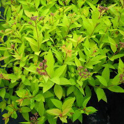 ������ ������ ������� ������ ������ �������� (��������)   ����