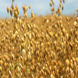 ������ ������ ���� ������ ������ (1��) (���)   ����